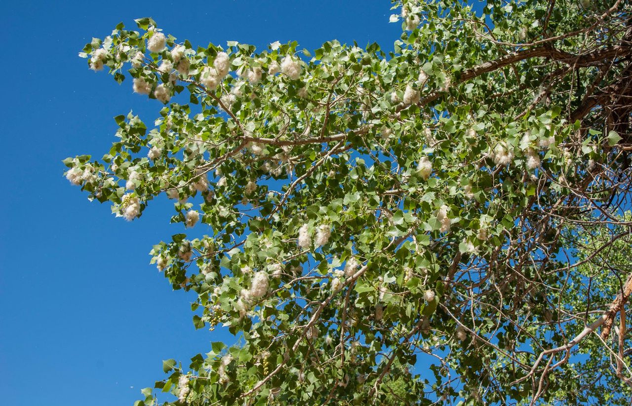 Large Cottonwood Tree