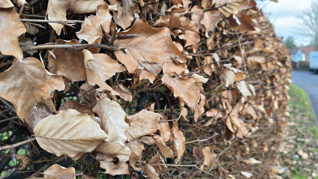 Oppo Find N2 Flip review camera samples