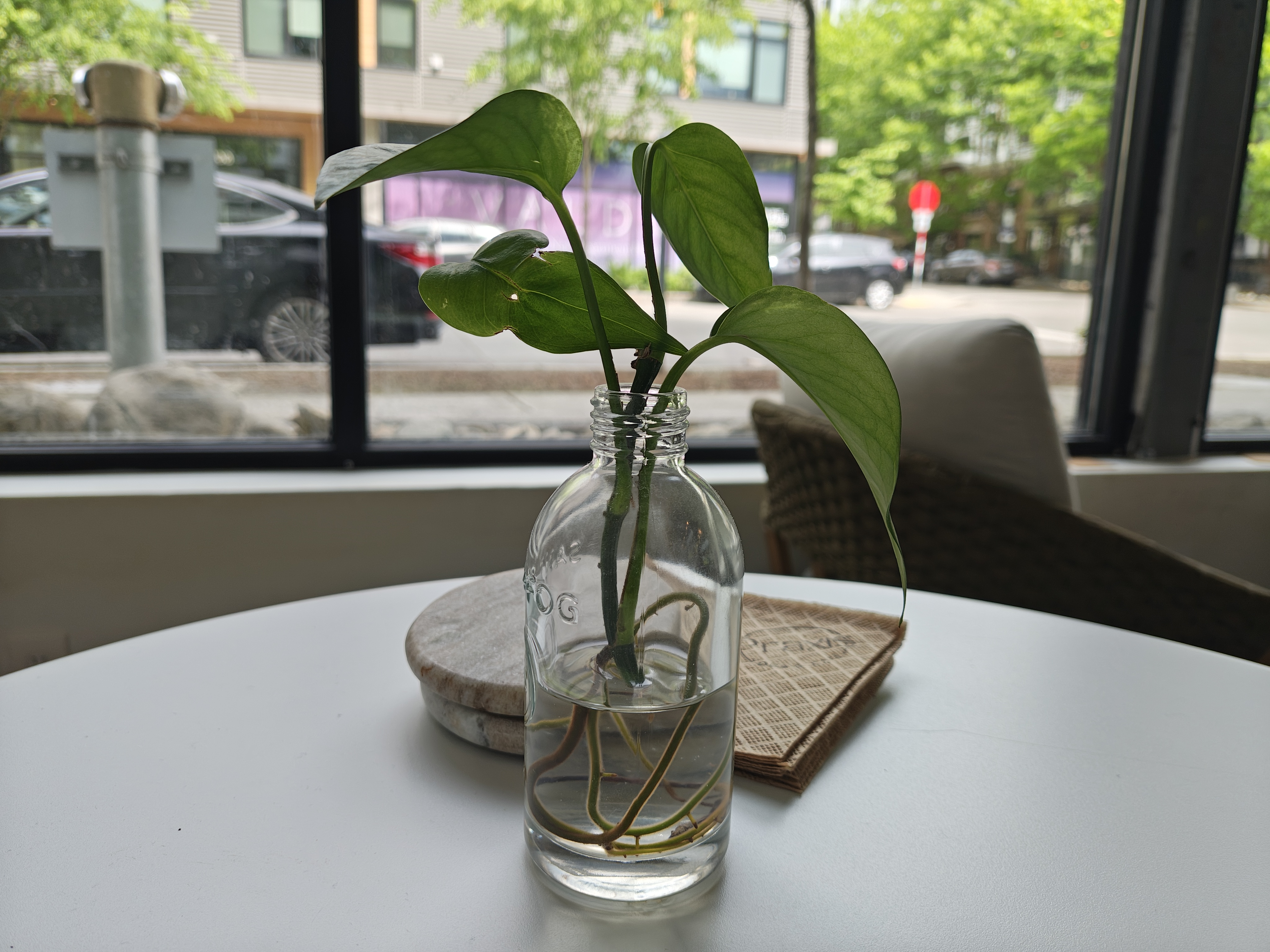 Plants in a vase on a white table