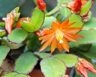 Orange Easter cactus flowers and buds