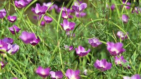 Pink flowers of purple poppy mallow, or Callirhoe involucrata, in a sunny garden