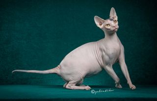 A female sphynx named "Squeaking in the Nude" was honored as "Best Cat" in one of the CFA show categories judging cats that have been spayed or neutered.