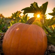 pumpkin in field with sunset in background