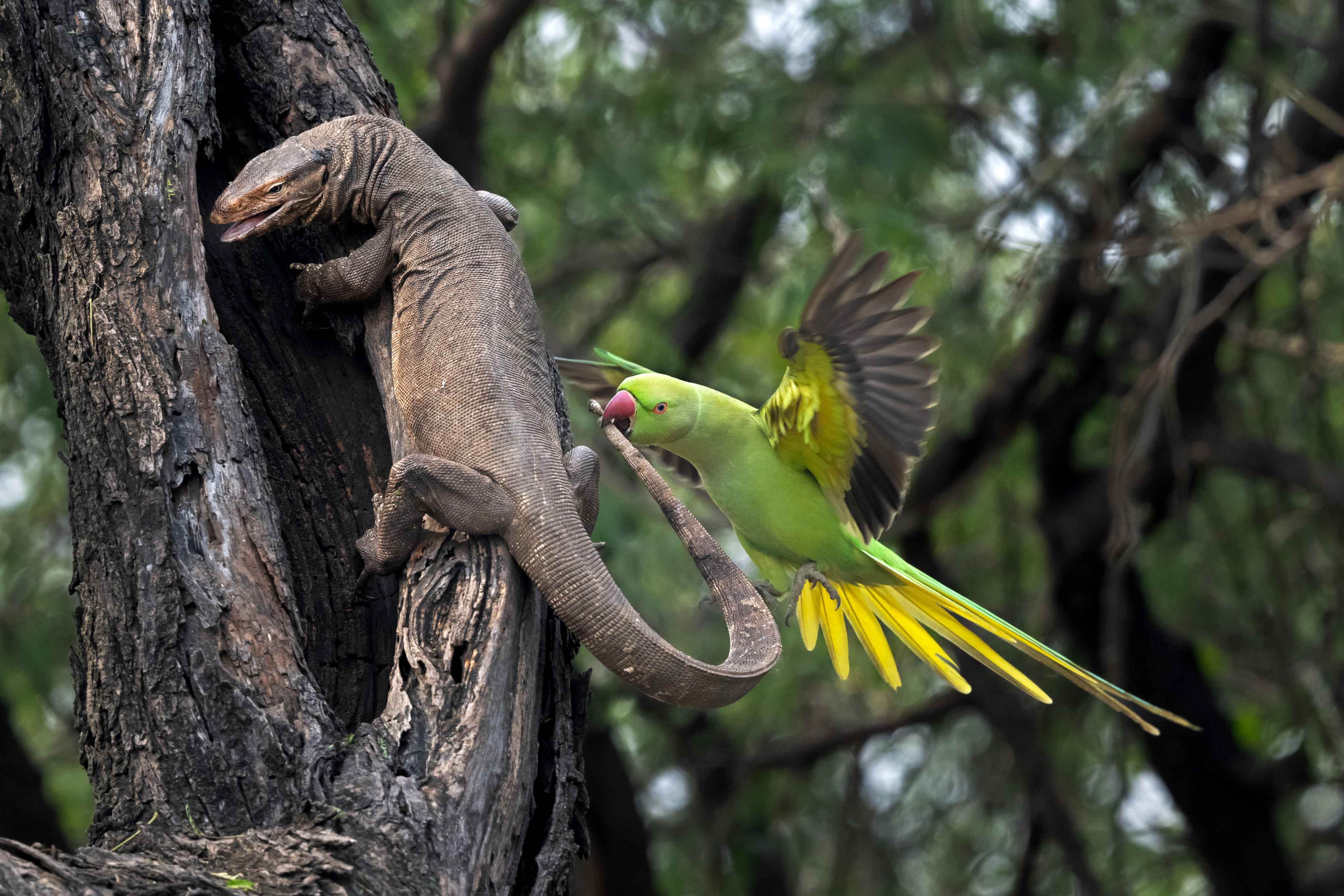 A bright green rose-ringed parakeet bites the tail of a monitor lizard clinging to the dark, gnarled bark of a tree in India, wings spread wide in confrontation.