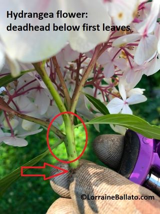 Person showing how to deadhead a hydrangea