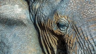 Close-up of elephant's eye