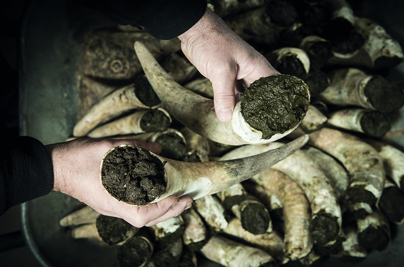 Filling cow horns with manure to make bio dynamic horn manure 500 for use on the vineyards