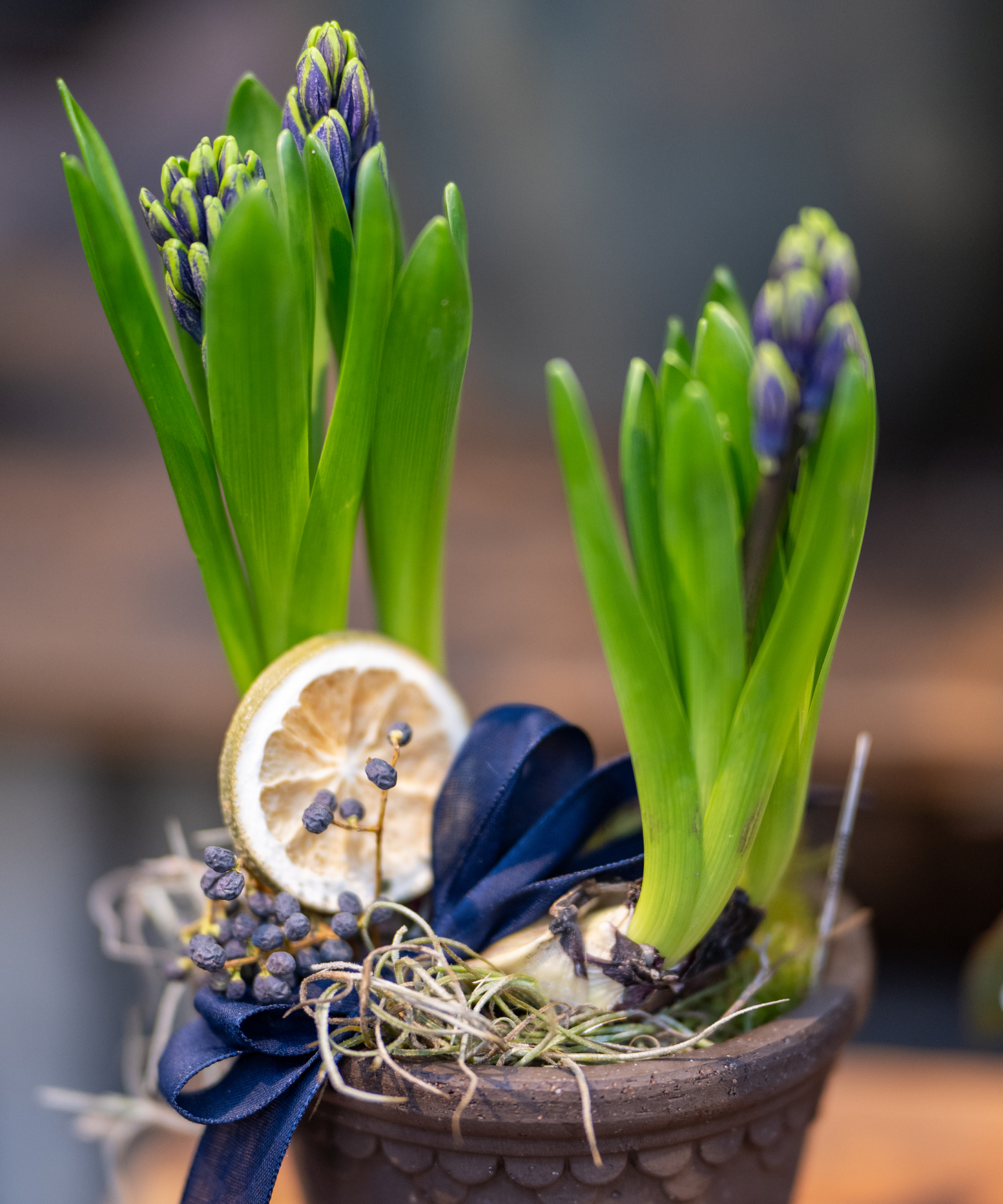 Forced hyacinth bulbs in bloom for Christmas