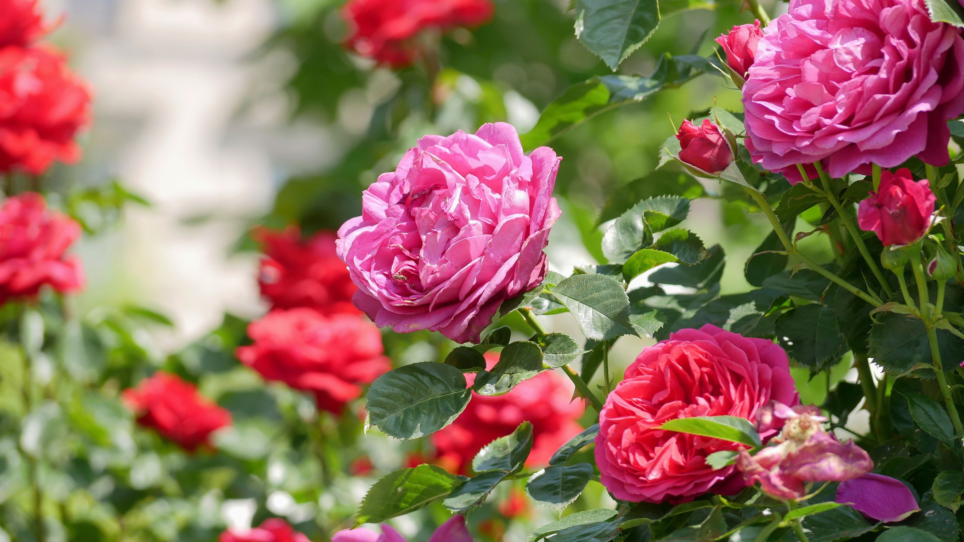 Blooming roses in Rosengarten Volksgarten in Vienna. Varietal elite Floribunda Rosa Damascena flowers.