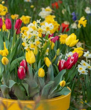 daffodils and red tulips in pot