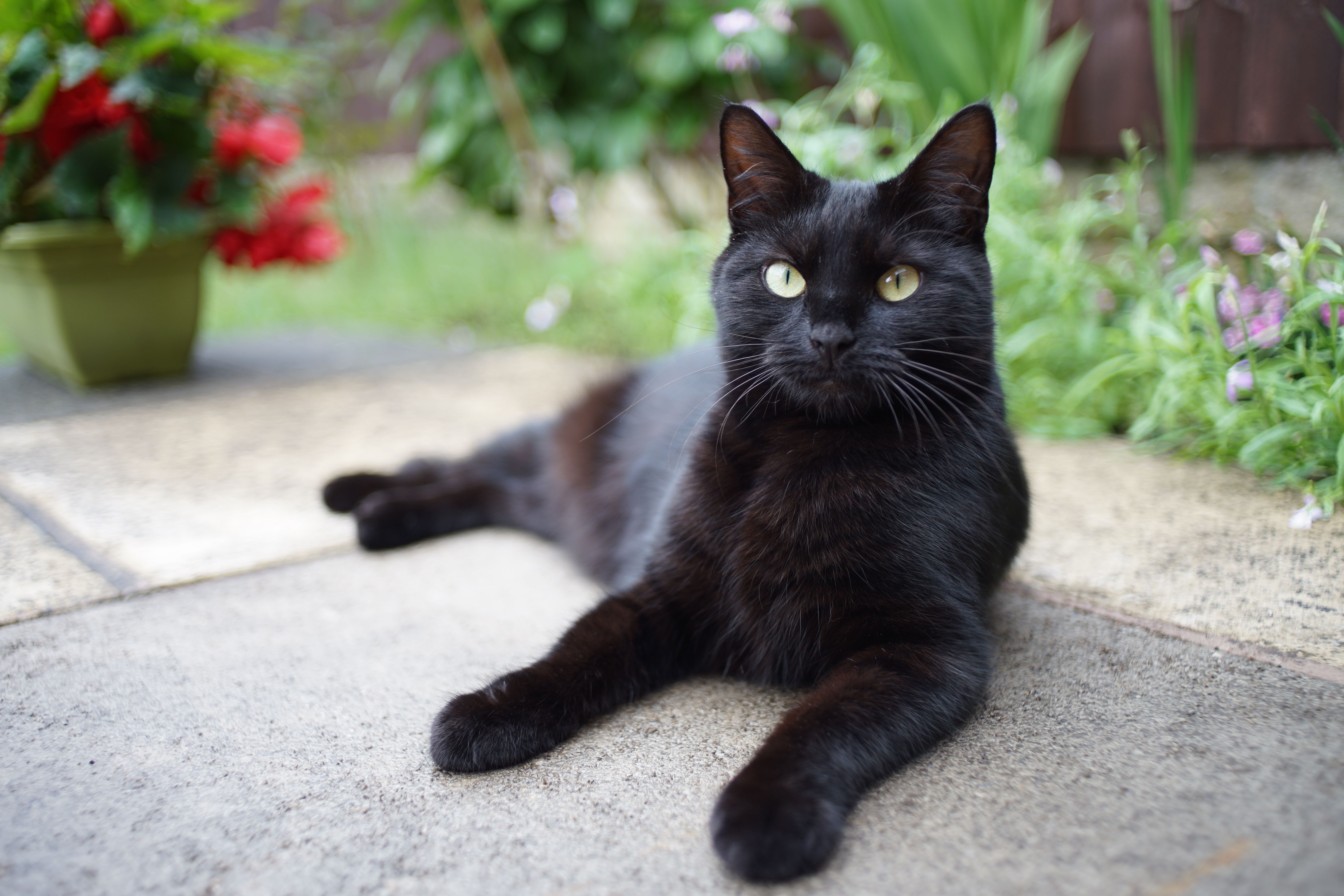 Bombay cat laying on patio