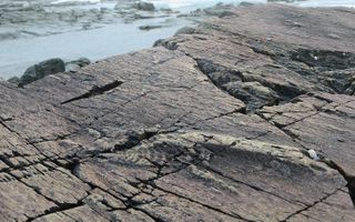 Fossils of hyoliths — small marine creatures with cone-shaped shells — from the early Cambrian, found in Siberia.