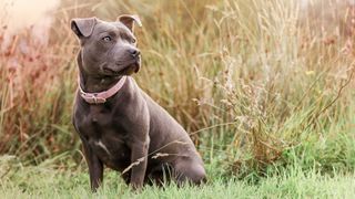 Staffordshire bull terrier sitting in field