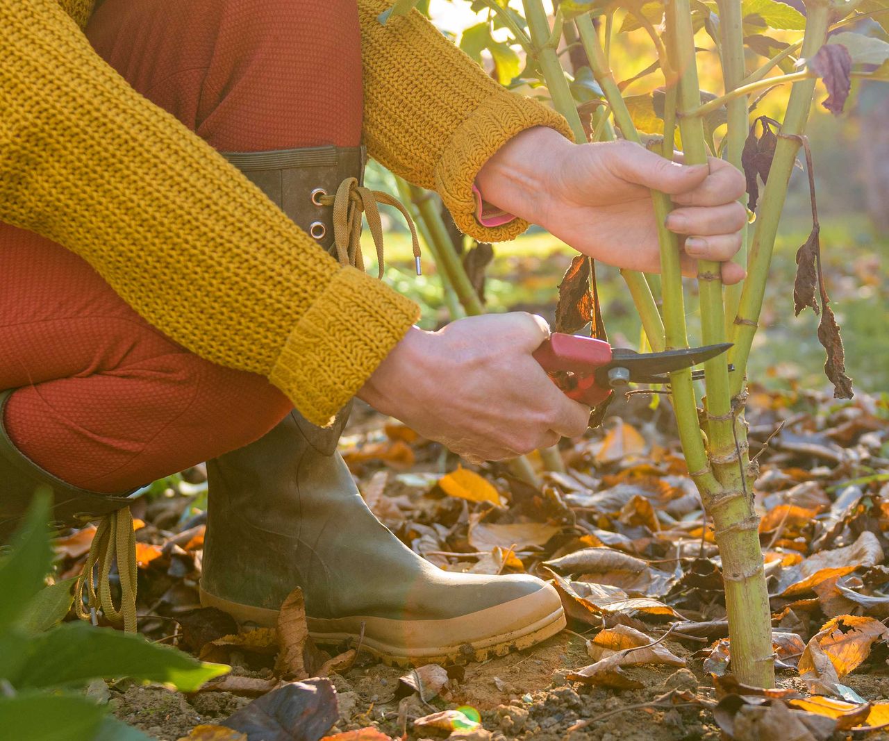 How To Prune Dahlias Expert Tips Homes And Gardens