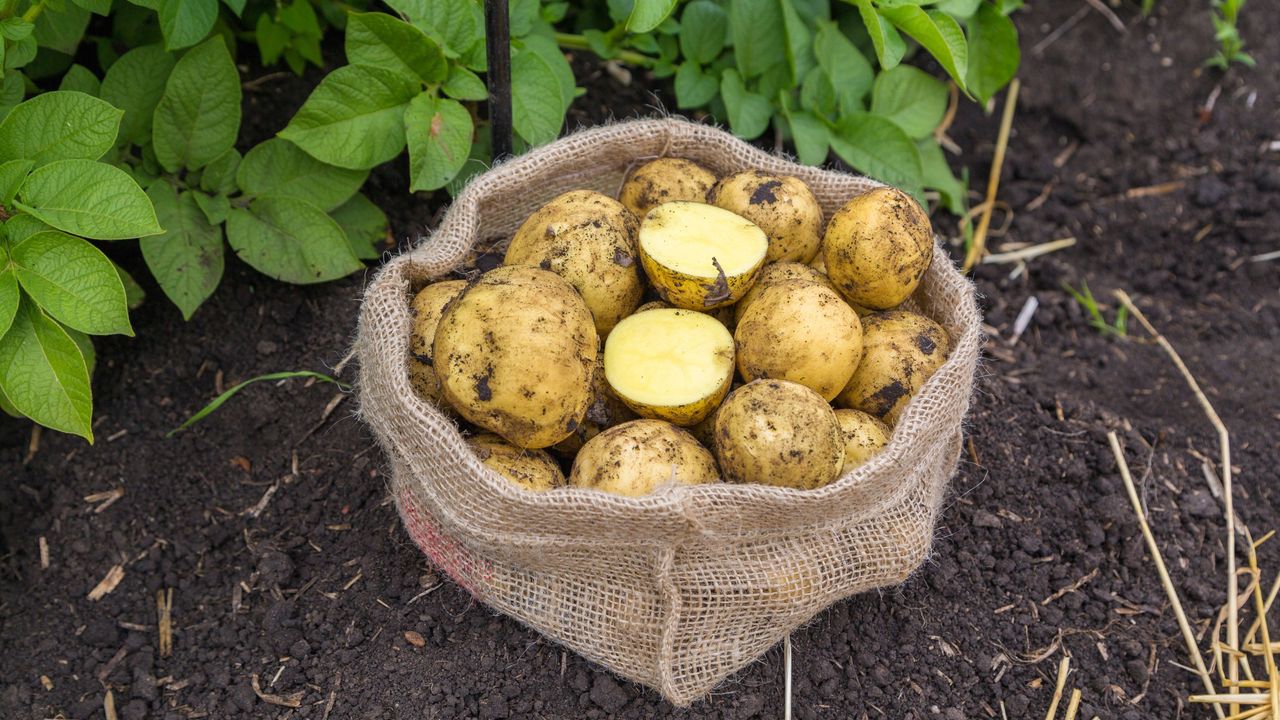 Potatoes growing in grow bags