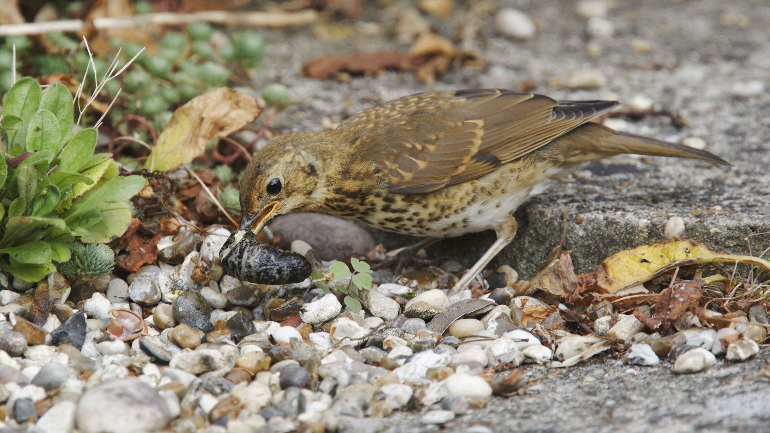 These slug-eating birds can help keep your garden pest-free – here's how to attract them