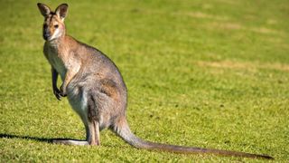 Wallaby in grass