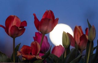 The Full Flower Moon occurs May 7, 2020 at 6:45 a.m. EDT (1045 GMT), about 32 hours after the moon reached perigee, or the closest approach to Earth in its orbit. Astronomers disagree on whether it qualifies as a "supermoon.” 