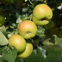 Bramley's Seedling | from £54.99 at Crocus