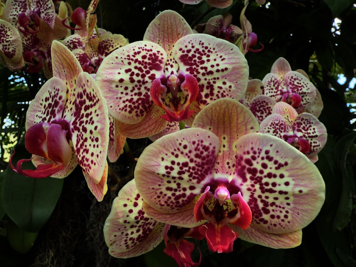 Orchids from the New York Botanical Garden, all photos taken with iPhone 16 Pro