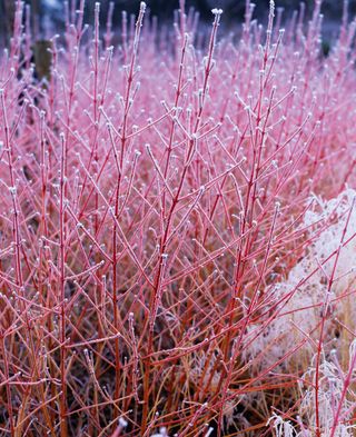 Dogwood Cornus Midwinter Fire covered in frost