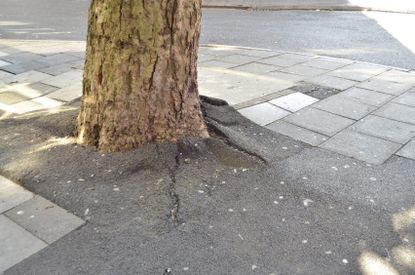 Cracking Concrete Around Tree Root