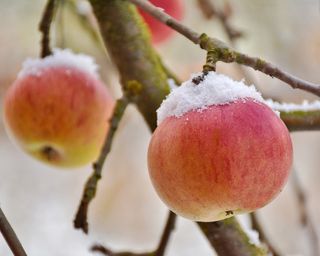 Apple tree with snow-dusted fruit