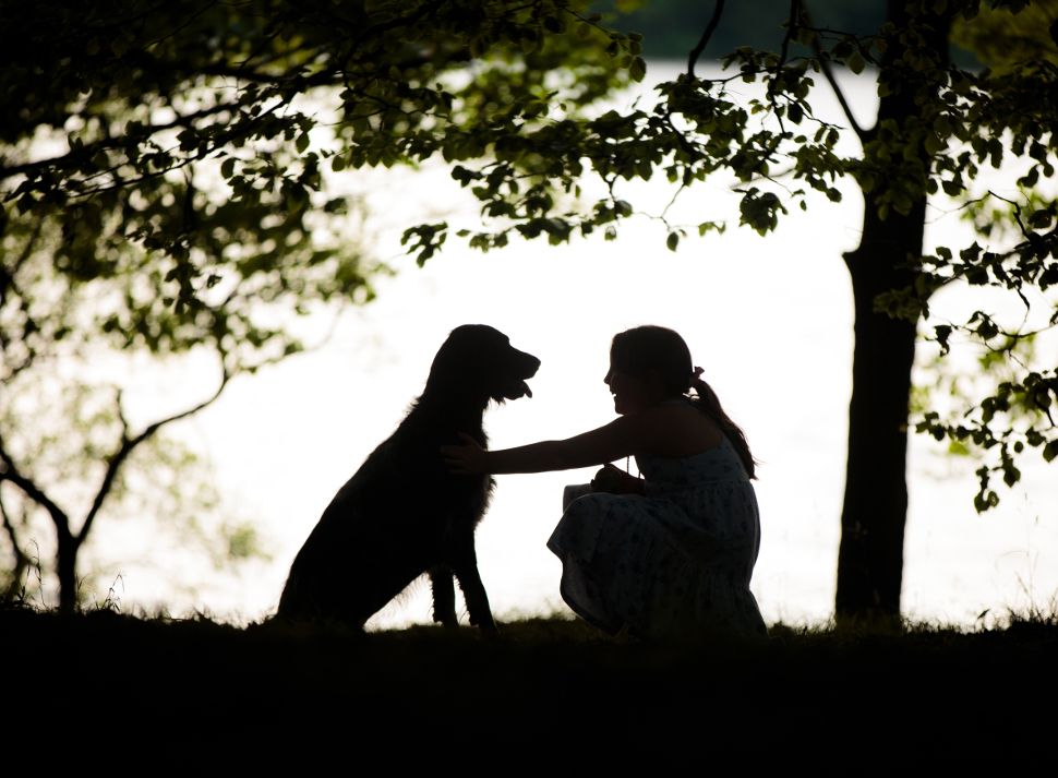 &lsquo;Man's Best Friend&rsquo; category winner: Cat Race, UK