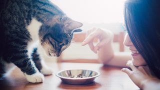 Woman encouraging cat to eat