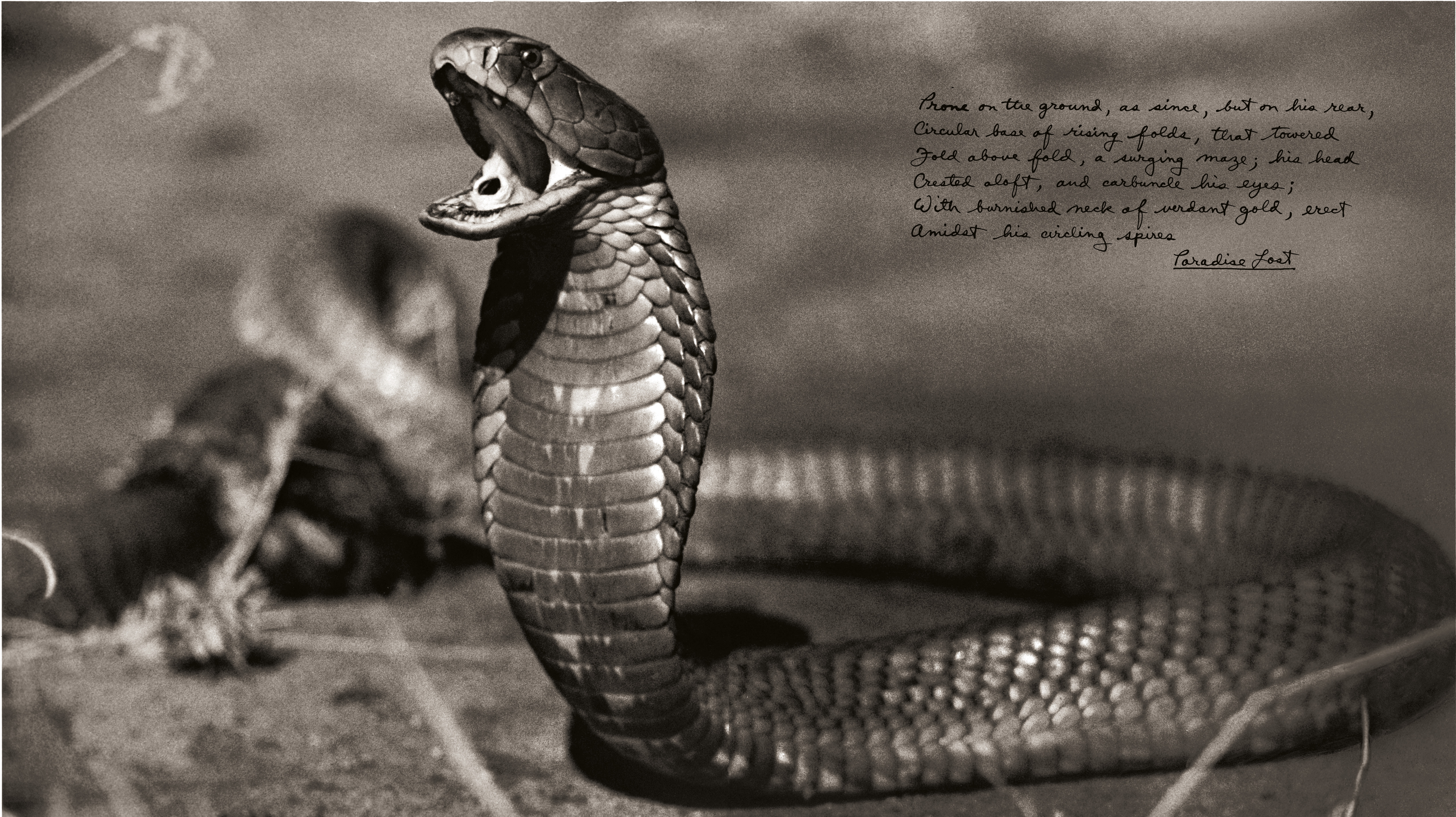 A black-and-white photograph of a cobra rearing its head with its mouth wide open, accompanied by handwritten lines from "Paradise Lost."