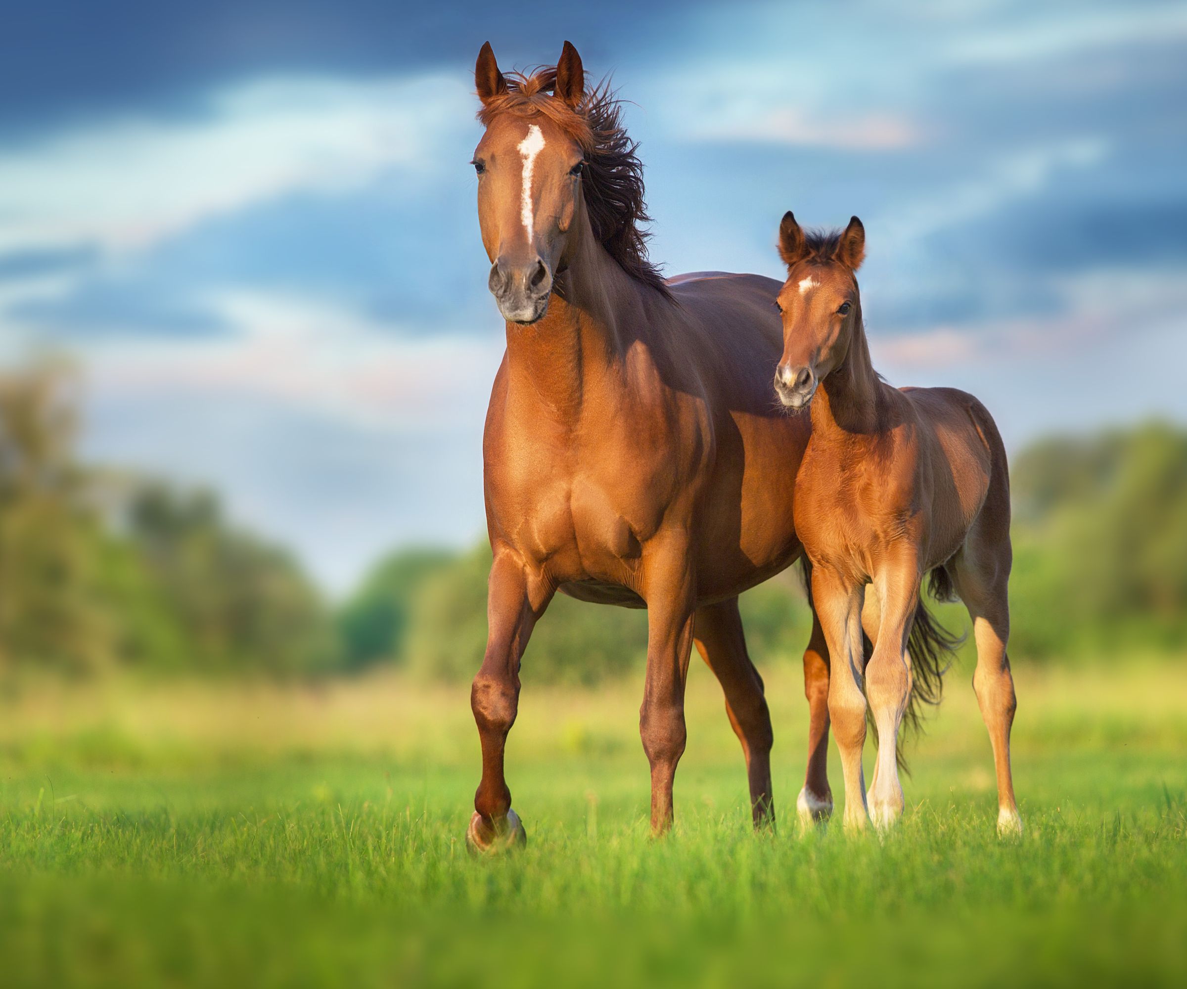 Mother horse and foal