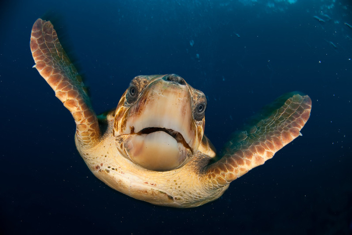 green sea turtle predators