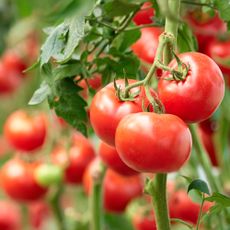 Three ripe tomatoes on green branch. Home grown tomato vegetables growing on vine in greenhouse. Autumn vegetable harvest on organic farm.