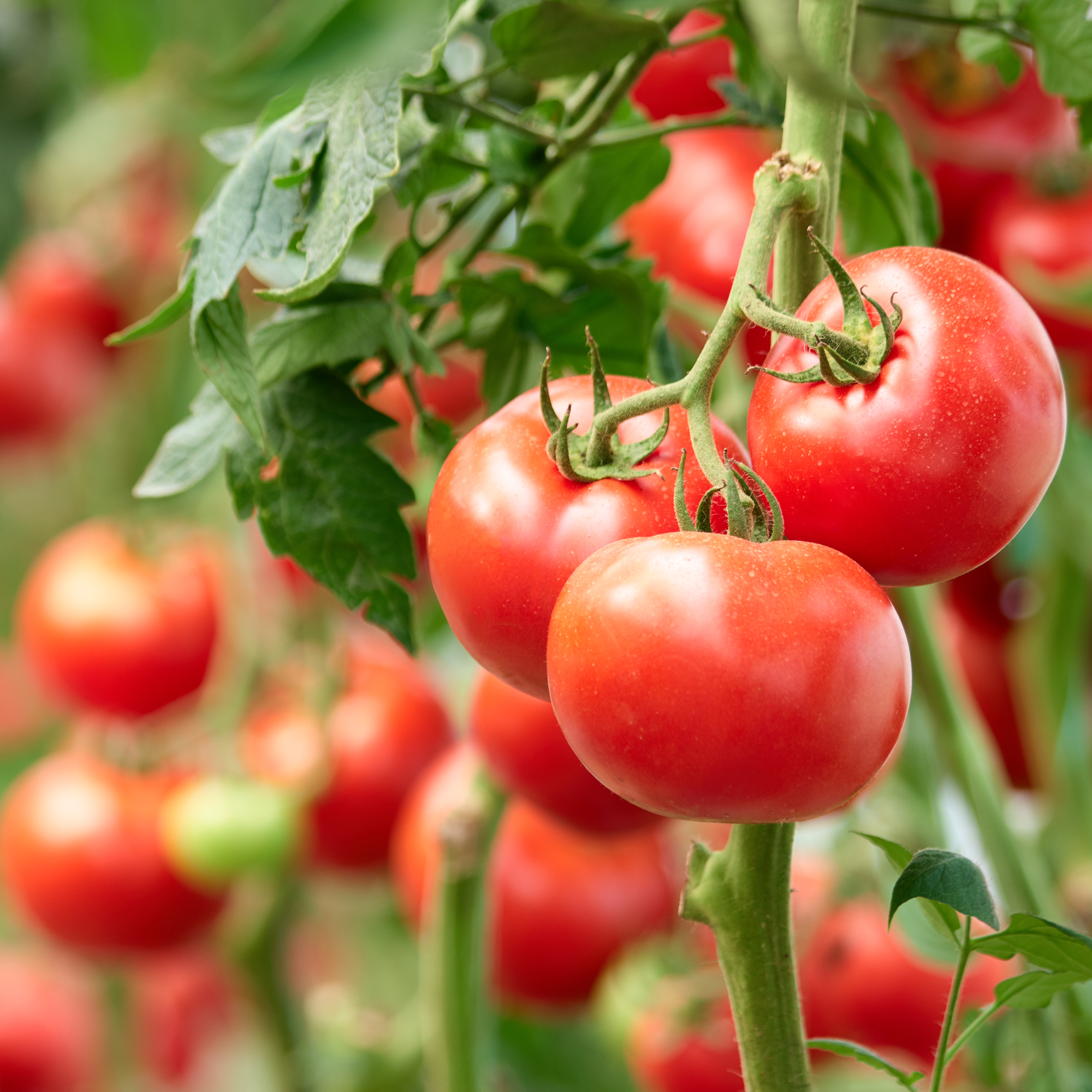 Three ripe tomatoes on green branch. Home grown tomato vegetables growing on vine in greenhouse. Autumn vegetable harvest on organic farm.