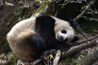 Giant pandas (Ailuropoda melanoleuca) are slow movers.