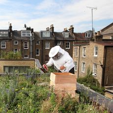Urban beekeeping