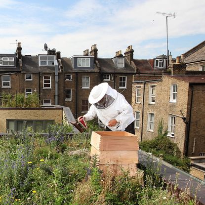 Urban beekeeping 