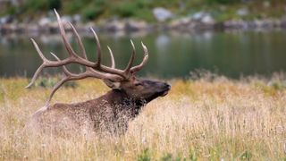 Elk sitting down in Colorado, USA