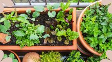 picture of small herb garden on balcony in urban area