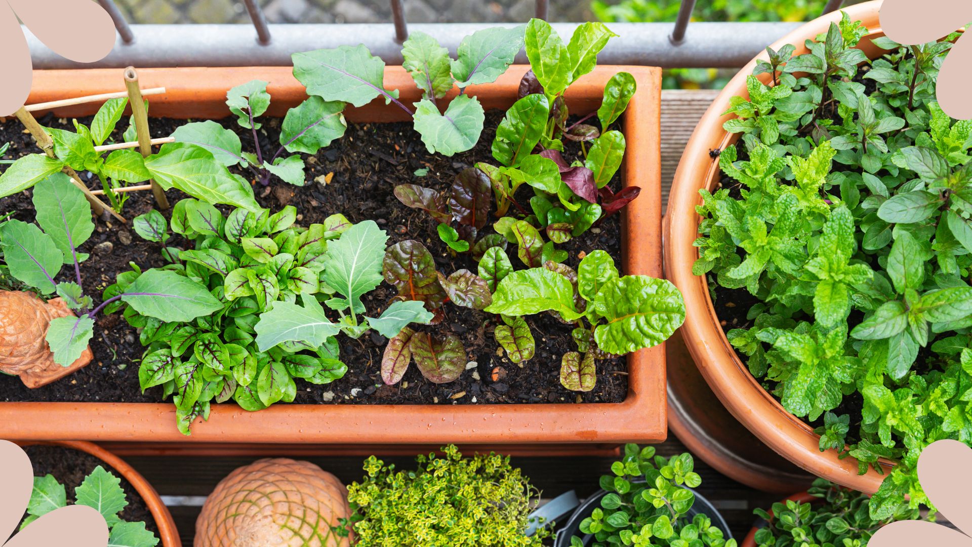 picture of small herb garden on balcony in urban area