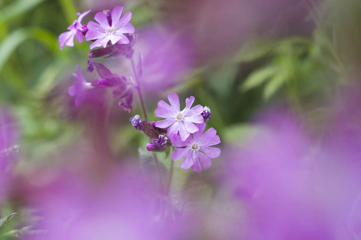 Macro image using the Leica Q3's minimum 17cm focus distance