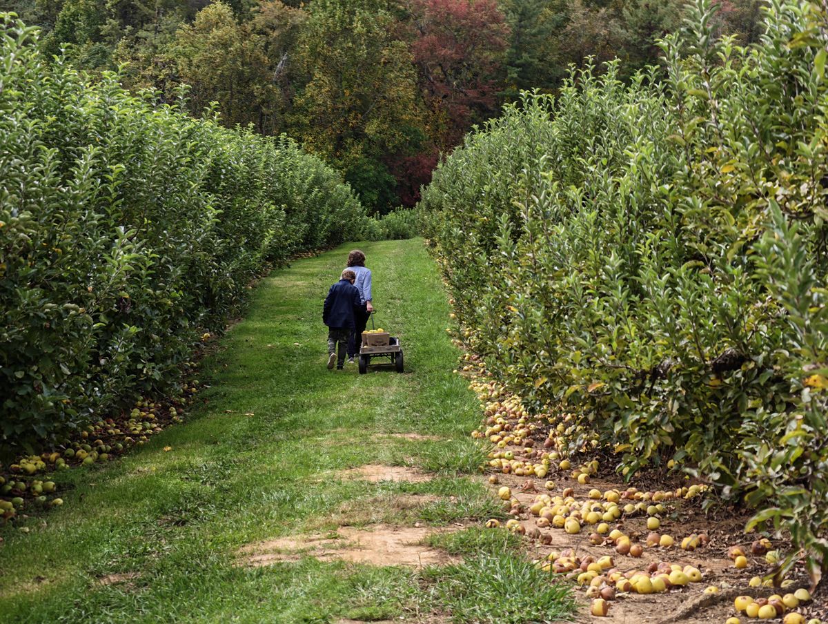 A 10x zoom shot of people walking in an apple orchard taken from the Honor Magic 8 Pro