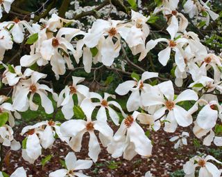 White flowers on a magnolia kobus