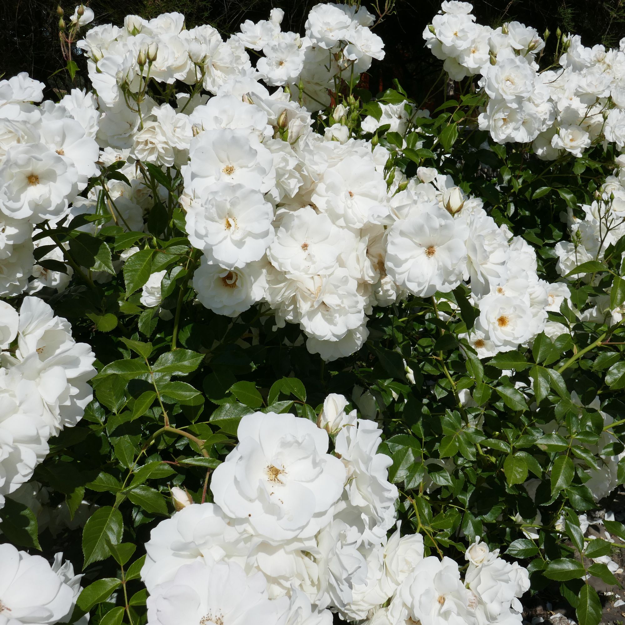 White groundcover roses