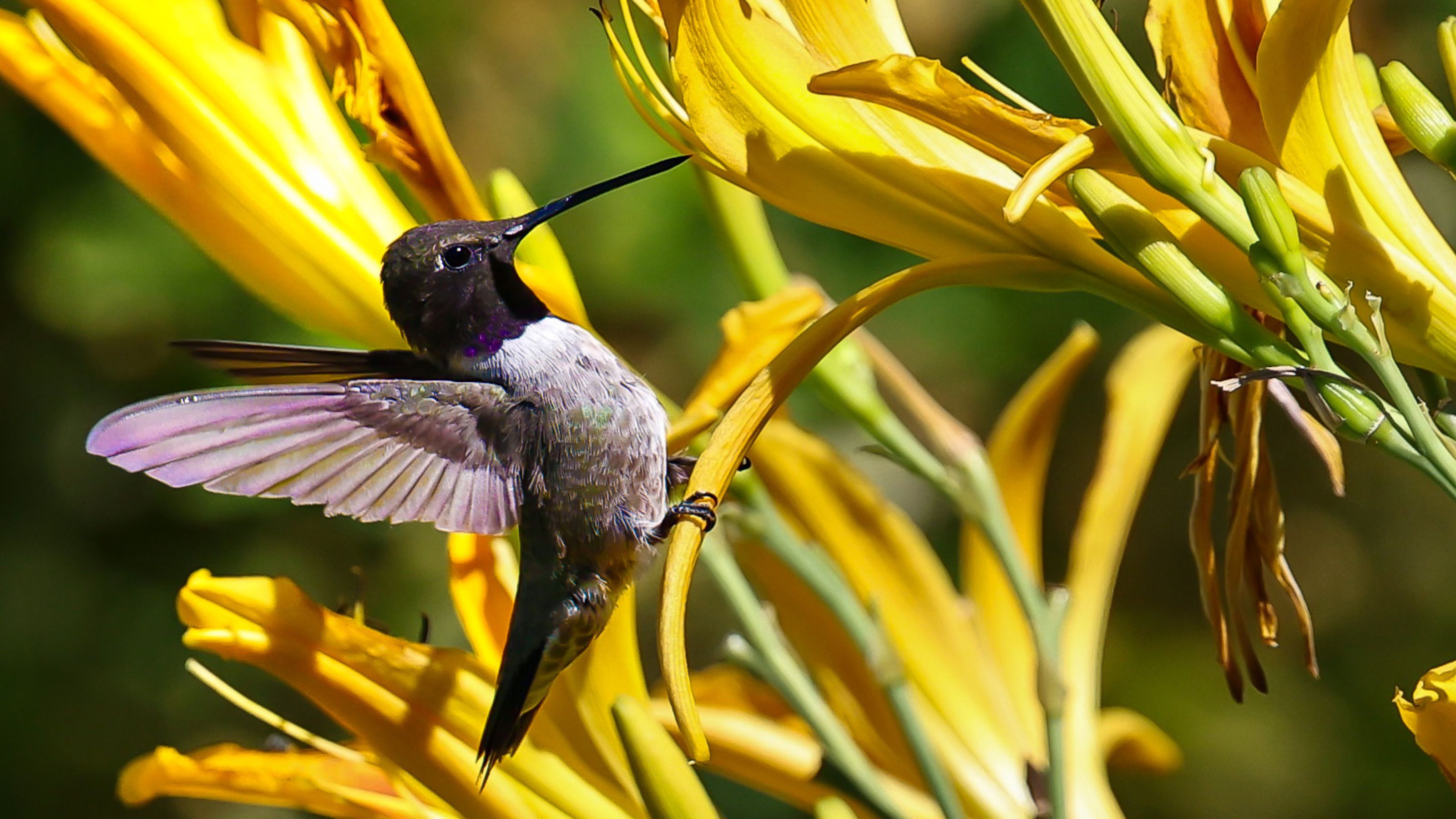 Black- Chinned Hummingbird perched on yellow flower