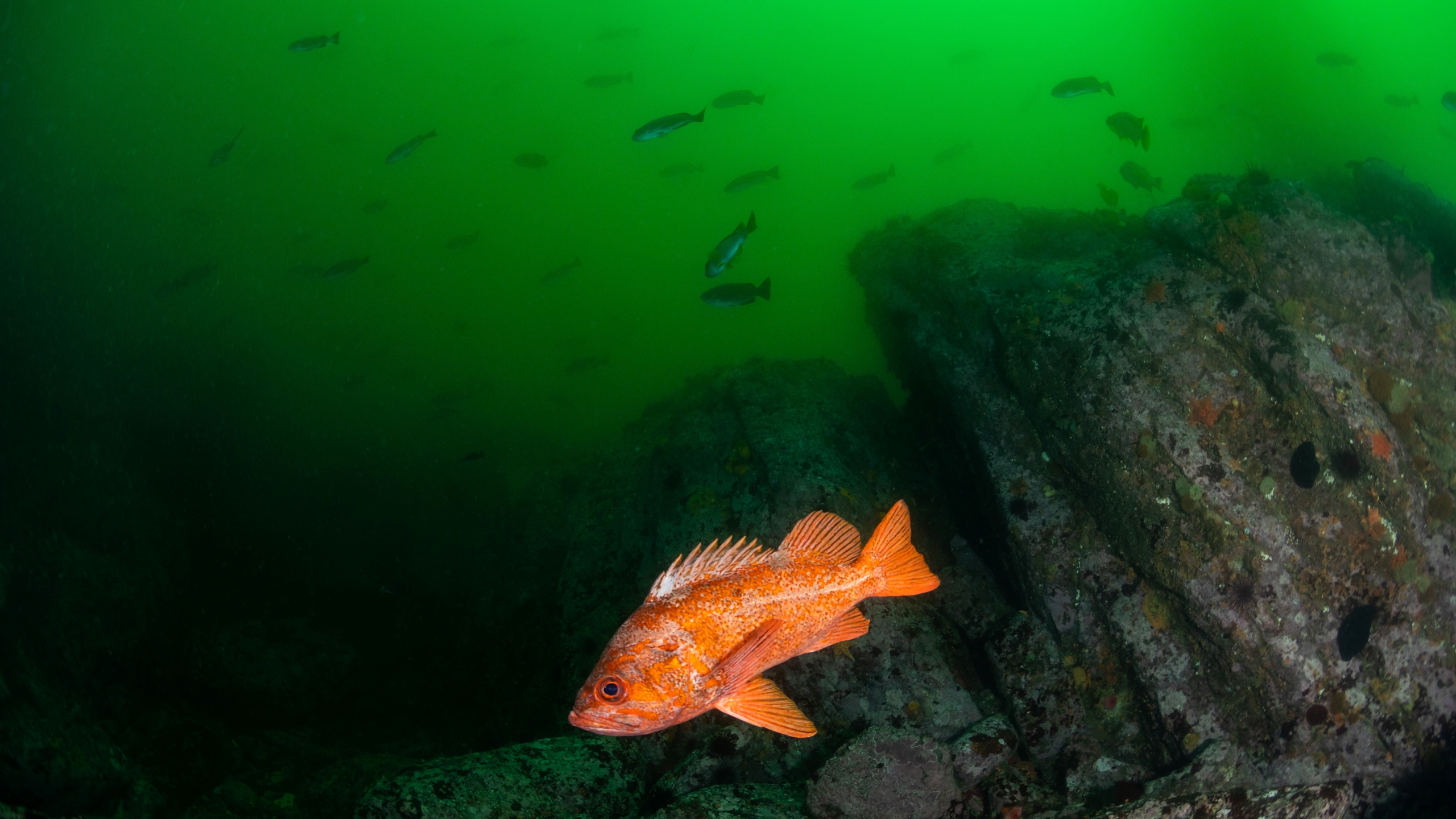 A Vermilion Rockfish swimming off the coast of California.