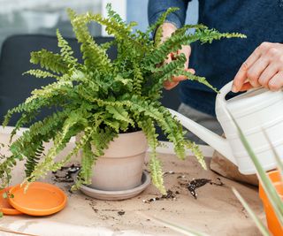 watering Boston fern in pot with watering can