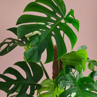 monstera leaves