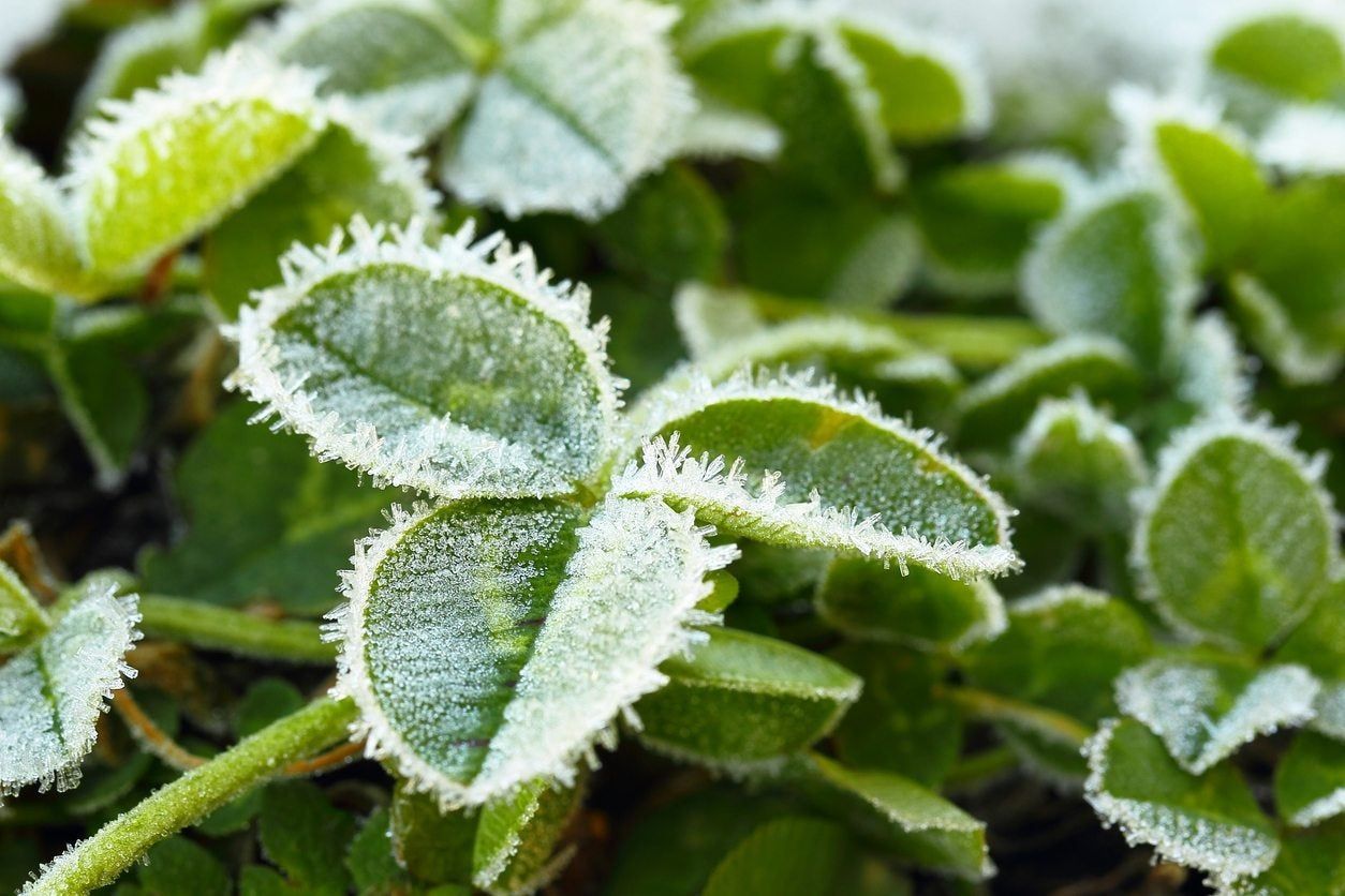 Frosty Cover Crop Leaves