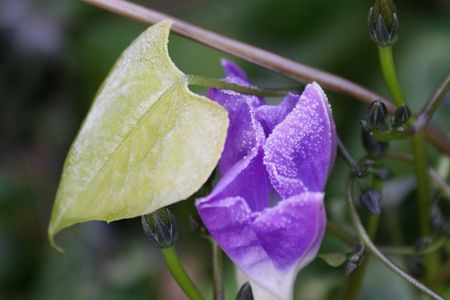 yellow leaf moring glory